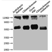 WB analysis of various tissues, using Ribulose bisphosphate carboxylase large chain (rbcL) Antibody (1/1250 dilution). Calculated MW: 53 kDa, Observed MW: 53 kDa.