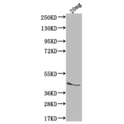 WB analysis of the recombinant protein, using icsA antibody (1/2000 dilution). Calculated MW: 40.3 kDa, Observed MW: 45 kDa.