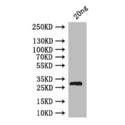 WB analysis of recombinant brat protein, using brat antibody (1/1000 dilution) and Goat anti-Rabbit IgG (1/50000 dilution). Calculated MW: 31 kDa, Observed MW: 31 kDa.