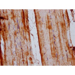 Solute Carrier Family 15 Member 4 (SLC15A4) Antibody