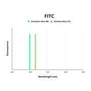 Keratin, type I cytoskeletal 12 (KRT12) Antibody (FITC)