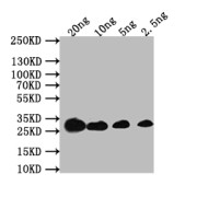 WB analysis of the recombinant protein, using acrB antibody (1/1000 dilution). Calculated MW: 30 kDa, Observed MW: 30 kDa.