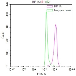 Hypoxia-Inducible Factor 1-Alpha (HIF1A) Antibody