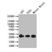 WB analysis of U87 whole cell, U251 whole cell and Mouse brain tissue lysates, using BDNF antibody (1/1000 dilution) with a Goat anti-Rabbit IgG antibody (1/50000 dilution). Calculated MW: 28 kDa, Observed MW: 28 kDa.