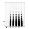 Human Telomerase Protein (HEK-293T Cell Pellet)