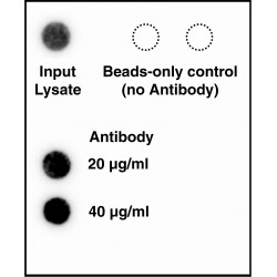 hTERT Antibody and Peptide Kit