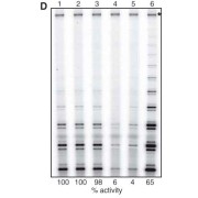 HEK-293T telomerase Over-Expressing Cell Pellets express high levels of detectable telomerase activity. These suspension HEK-293T cells are transiently transfected with plasmid DNA encoding hTERT, hTR, and dyskerin leading to several-hundred fold higher levels of enzymatic activity. In this figure, the hTERT Antibody and Peptide kit was used to immunoprecipitate telomerase expressed in these cells. After transient transfection, cell aliquots were removed over time for analysis of their telomerase activity with a direct activity assay. E: untransfected, endogenous activity– arrows indicate the first three telomeric repeats Lanes 3 - 7: activity at days 3 -7 post-transfection.