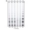 hTERT Antibody and Peptide Kit