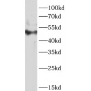 WB analysis of rat brain tissue, using c-MYC antibody (1/1000 dilution).