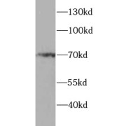 WB analysis of HeLa cells, using p65 antibody (1/500 dilution).