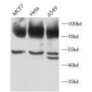 WB analysis of various lysates, using CD44 antibody (1/1000 dilution).