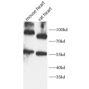 WB analysis of various lysates, using CD34 antibody (1/1000 dilution).