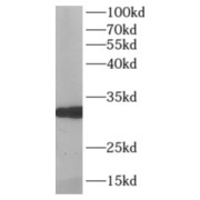 WB analysis of HepG2 cells, using MPG antibody (1/1000 dilution).