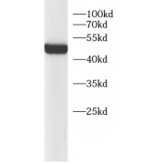 WB analysis of HeLa cells, using ACTA1 antibody (1/1000 dilution).