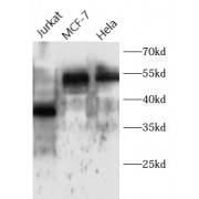 WB analysis of various lysates, using ATF4 antibody (1/1000 dilution).
