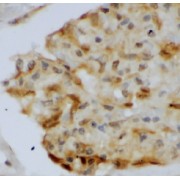 IHC-P analysis of human kidney tissue, using AKR1CL2 antibody (1/50 dilution).