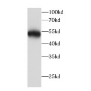 WB analysis of HeLa cells, using Beclin 1 antibody (1/1000 dilution).