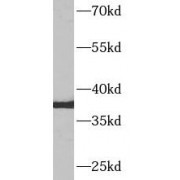 WB analysis of rat liver, using AQP9 antibody (1/1000 dilution).