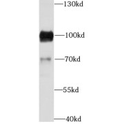abx148496
