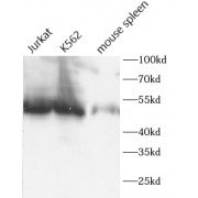 WB analysis of various lysates, using CD1D antibody (1/1000 dilution).