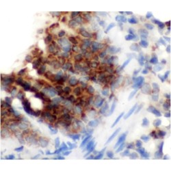 Macrosialin (CD68) Antibody