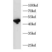 WB analysis of LO2 cell lysates, using CHGA antibody (1/1000 dilution).