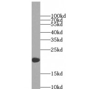 WB analysis of transfected HEK-293 cells, using IL-4 antibody (1/700 dilution).