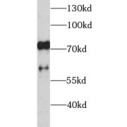 WB analysis of Raji cells, using L-Selectin antibody (1/1000 dilution).