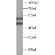 WB analysis of C6 cells, using SYWC antibody (1/1000 dilution).