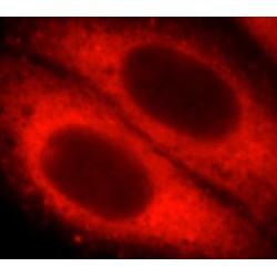 14-3-3 Antibody