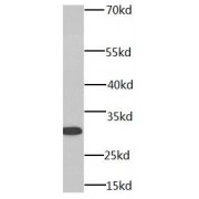 WB analysis of HeLa cells, using 14-3-3 antibody (1/1000 dilution).