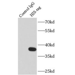 6x His, His-Tag Antibody