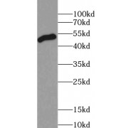 WB analysis of mouse lung tissue, using AAMP antibody (1/500 dilution).
