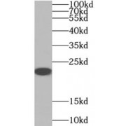 WB analysis of Transfected HEK-293 cells, using AANAT antibody (1/500 dilution).