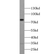 abx230037