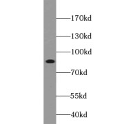 abx230054
