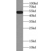 WB analysis of L02 cells, using TUBA1A (ace-40Lys) antibody (1/1000 dilution).