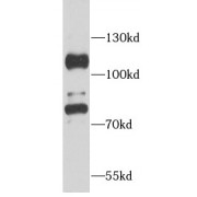 WB analysis of HeLa cells, using ACO1 antibody (1/1000 dilution).