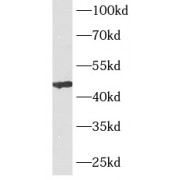 WB analysis of human testis tissue, using ACPP antibody (1/400 dilution).
