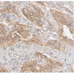 ADAM17-Specific Antibody