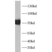 abx230140