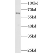 abx230144