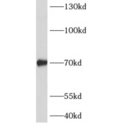abx230147