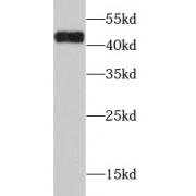 WB analysis of mouse liver tissue, using ADH1C antibody (1/1000 dilution).