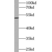 abx230177