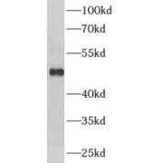 abx230178