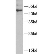 WB analysis of mouse skeletal muscle tissue, using ADSS antibody (1/1000 dilution).