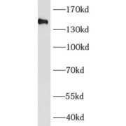 abx230197