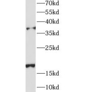 WB analysis of Transfected HEK-293 cells, using AGA antibody (1/1000 dilution).