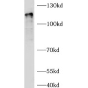 abx230205